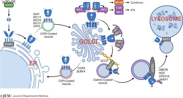 https://cdn.ncbi.nlm.nih.gov/pmc/blobs/0cc7/9930166/67453aea2cfc/JEM_20220990_Fig3.jpg