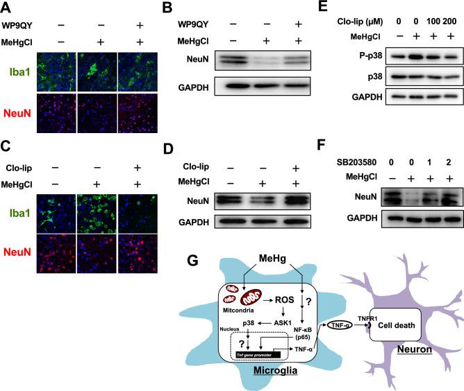 https://cdn.ncbi.nlm.nih.gov/pmc/blobs/0cca/8110582/30315f3ced16/41598_2021_89210_Fig6_HTML.jpg