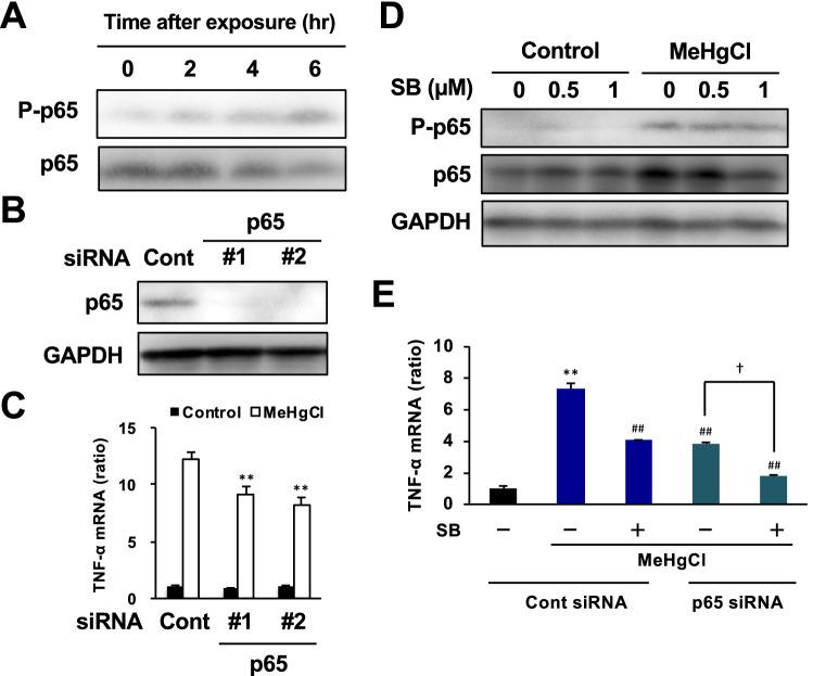 https://cdn.ncbi.nlm.nih.gov/pmc/blobs/0cca/8110582/8b01e3703329/41598_2021_89210_Fig5_HTML.jpg