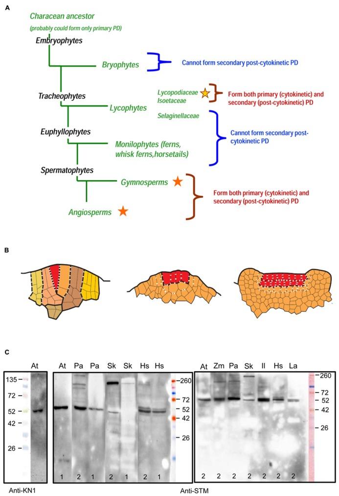 https://cdn.ncbi.nlm.nih.gov/pmc/blobs/0ccb/3920070/6280f5ce23a1/fpls-05-00031-g001.jpg