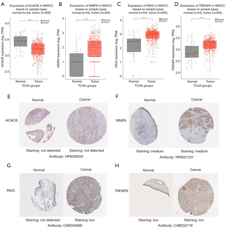 https://cdn.ncbi.nlm.nih.gov/pmc/blobs/0ccc/11651739/caf9e69623be/tcr-13-11-5725-f6.jpg