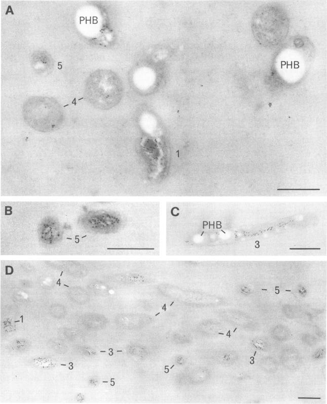 https://cdn.ncbi.nlm.nih.gov/pmc/blobs/0ccc/184025/b7a179e6326d/aem00065-0248-a.jpg