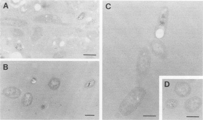 https://cdn.ncbi.nlm.nih.gov/pmc/blobs/0ccc/184025/c99c30624fe2/aem00065-0249-a.jpg