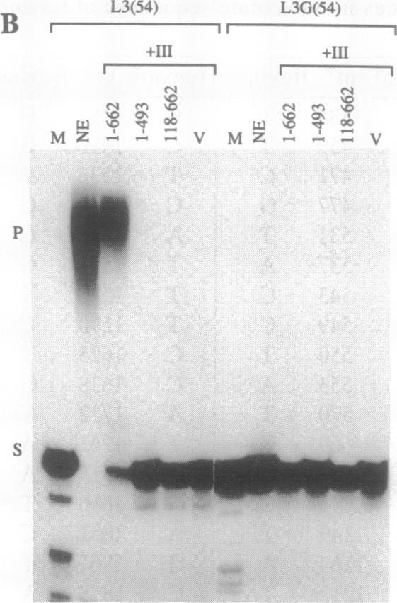 https://cdn.ncbi.nlm.nih.gov/pmc/blobs/0cce/521437/bb2e19adda8c/pnas01125-0158-a.jpg