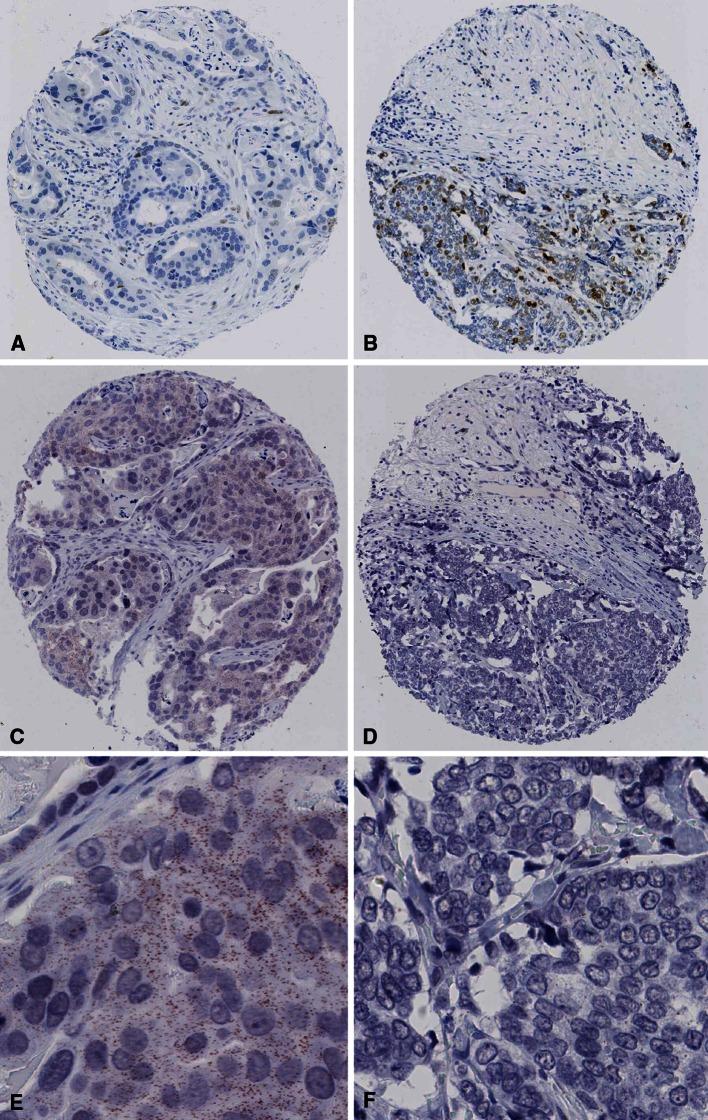 https://cdn.ncbi.nlm.nih.gov/pmc/blobs/0cd0/3984415/f0f05f4454bd/10549_2014_2925_Fig1_HTML.jpg
