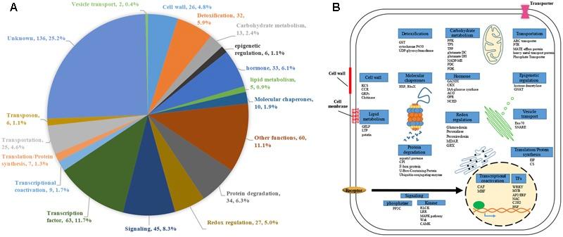 https://cdn.ncbi.nlm.nih.gov/pmc/blobs/0cd1/5563368/9cc73d77cba4/fpls-08-01432-g001.jpg