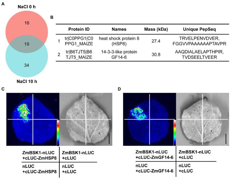 https://cdn.ncbi.nlm.nih.gov/pmc/blobs/0cd2/9121125/538482d48108/fpls-13-894710-g006.jpg