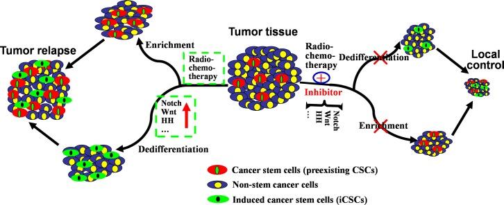 https://cdn.ncbi.nlm.nih.gov/pmc/blobs/0cd4/5370042/4f5259c1b624/oncotarget-08-17301-g002.jpg
