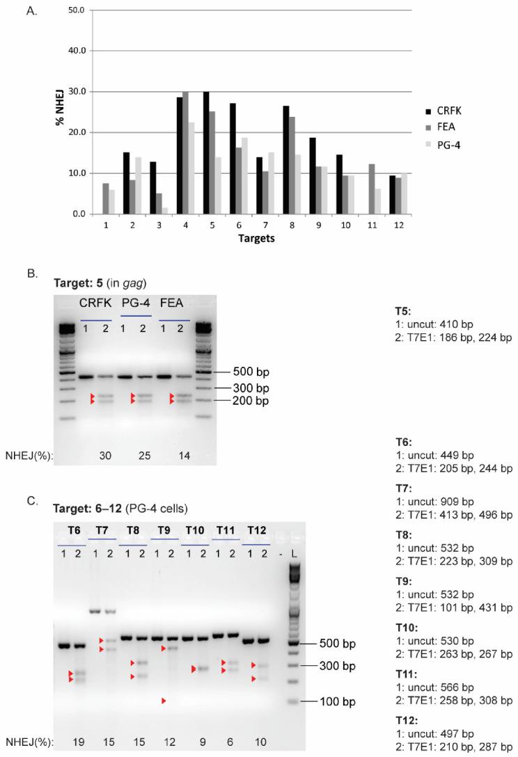 https://cdn.ncbi.nlm.nih.gov/pmc/blobs/0cd7/8402633/0a131d51a713/viruses-13-01636-g0A3.jpg