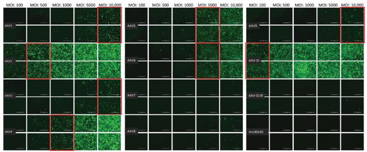 https://cdn.ncbi.nlm.nih.gov/pmc/blobs/0cd7/8402633/2cb5d74be722/viruses-13-01636-g003.jpg