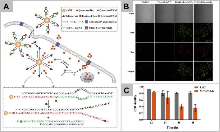 https://cdn.ncbi.nlm.nih.gov/pmc/blobs/0cd7/9108129/560c40c73c54/40580_2022_313_Fig2_HTML.jpg