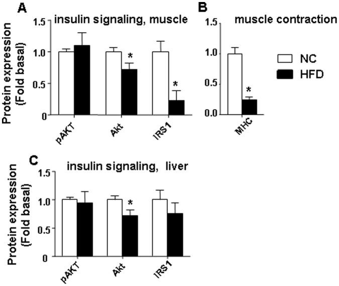 https://cdn.ncbi.nlm.nih.gov/pmc/blobs/0cd9/3546973/d04164e5ff03/pone.0054059.g007.jpg