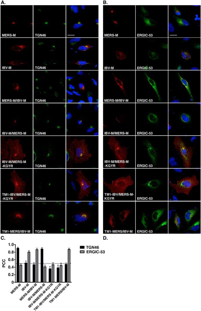 https://cdn.ncbi.nlm.nih.gov/pmc/blobs/0cdb/6768645/dbf6361ab5bc/zbc0401911830008.jpg