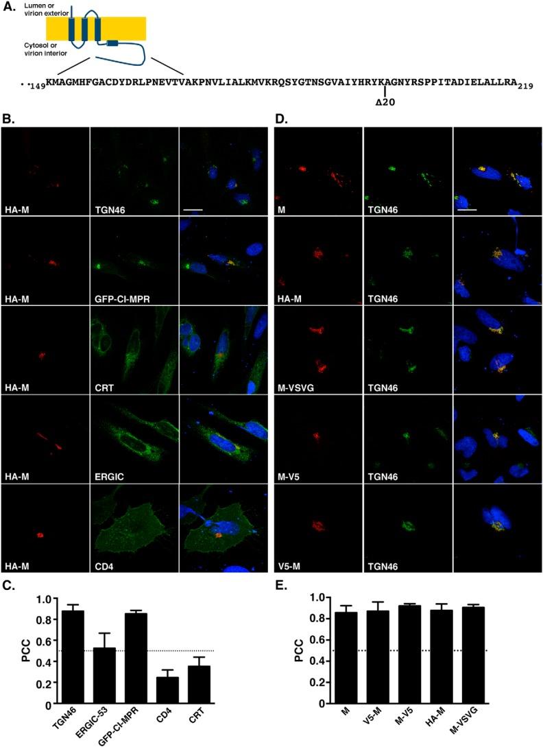 https://cdn.ncbi.nlm.nih.gov/pmc/blobs/0cdb/6768645/e7bd9d28c180/zbc0401911830001.jpg