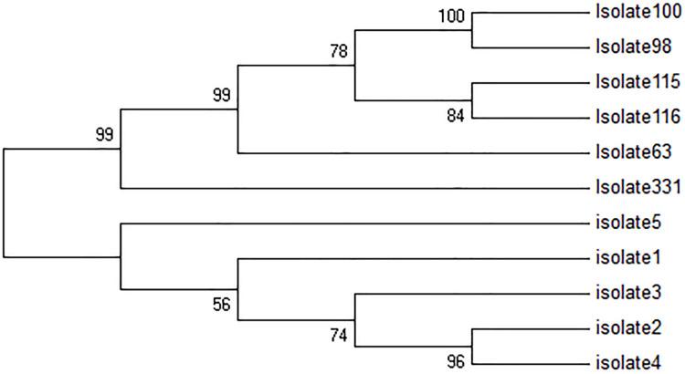 https://cdn.ncbi.nlm.nih.gov/pmc/blobs/0cde/7956003/69481b2a8c3d/peerj-09-10969-g002.jpg