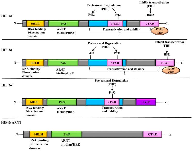 https://cdn.ncbi.nlm.nih.gov/pmc/blobs/0cdf/10970012/4baea7e0958b/ijms-25-03313-g001.jpg
