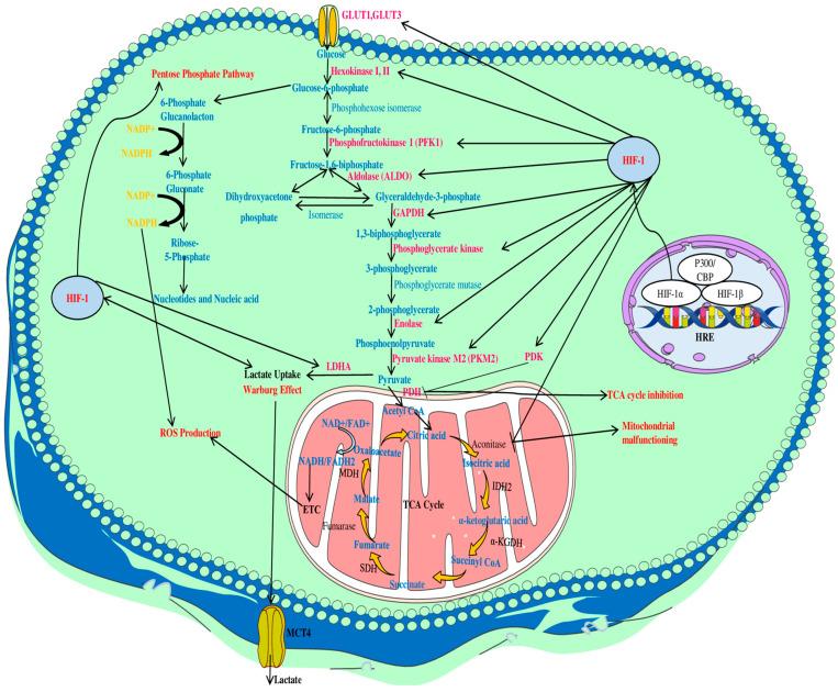 https://cdn.ncbi.nlm.nih.gov/pmc/blobs/0cdf/10970012/dc12747a797b/ijms-25-03313-g002.jpg