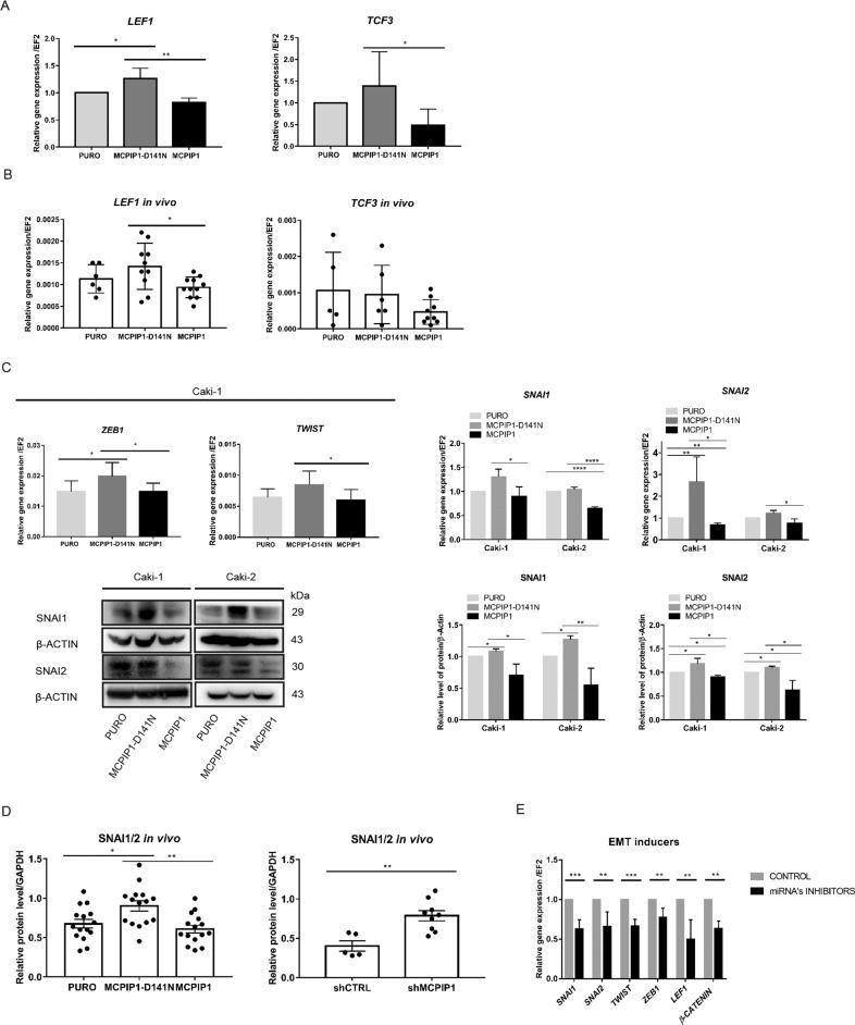 https://cdn.ncbi.nlm.nih.gov/pmc/blobs/0cdf/8677621/b67956434306/41388_2021_2062_Fig6_HTML.jpg