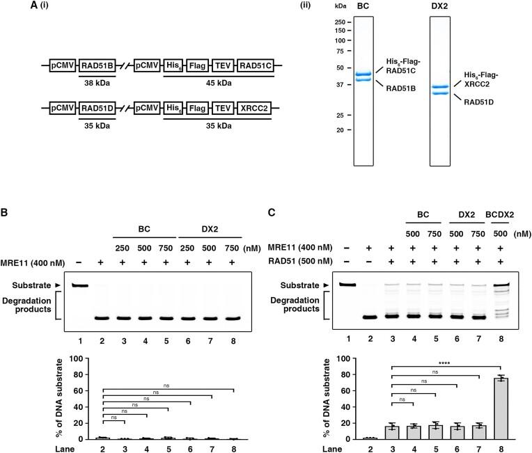 https://cdn.ncbi.nlm.nih.gov/pmc/blobs/0ce1/10681713/2f1ad80a5521/gkad856fig2.jpg