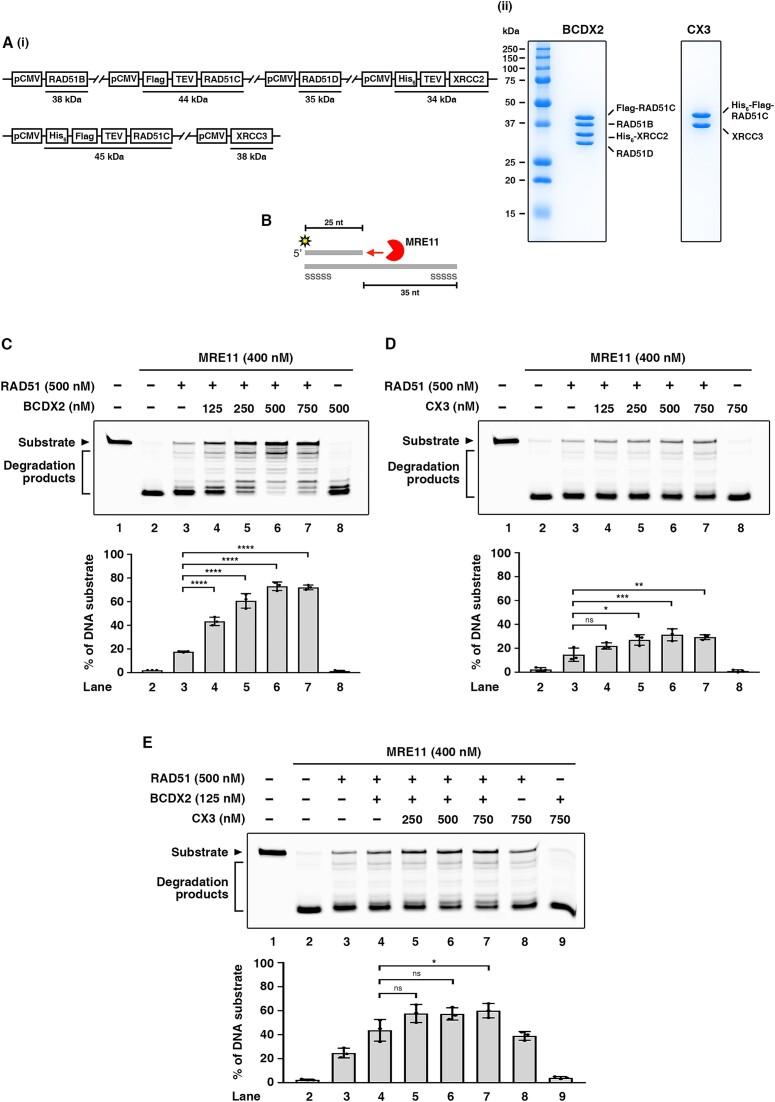 https://cdn.ncbi.nlm.nih.gov/pmc/blobs/0ce1/10681713/4038ce68295d/gkad856fig1.jpg