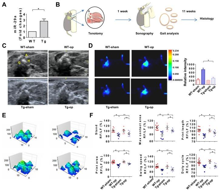 https://cdn.ncbi.nlm.nih.gov/pmc/blobs/0ce1/6888443/60de99b89eac/ijms-20-05742-g003.jpg