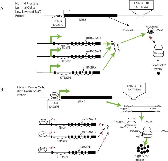 https://cdn.ncbi.nlm.nih.gov/pmc/blobs/0ce2/3248223/55e713bbafc7/oncotarget-02-669-g009.jpg