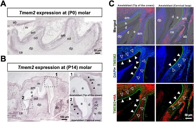 https://cdn.ncbi.nlm.nih.gov/pmc/blobs/0ce5/11031142/ab4f399bd35e/cwae024f2.jpg