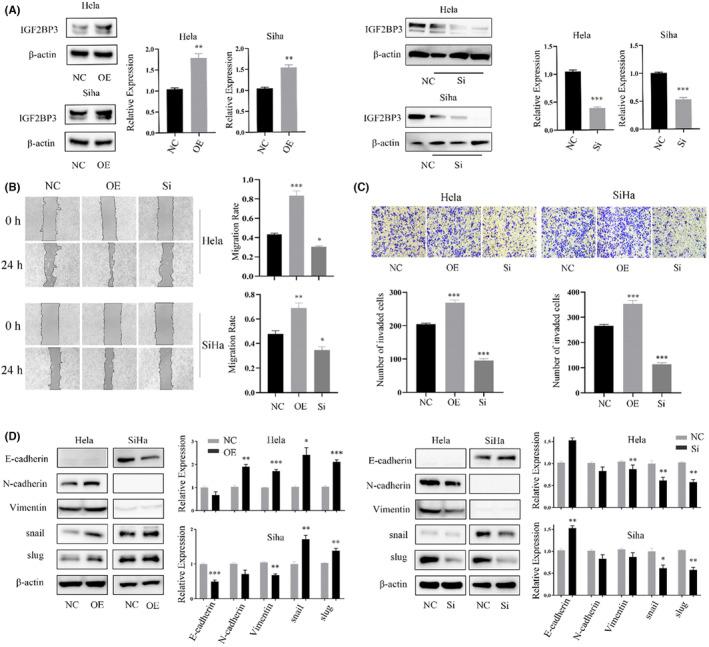 https://cdn.ncbi.nlm.nih.gov/pmc/blobs/0cea/10868144/ad4c01099416/JCMM-28-e18081-g006.jpg