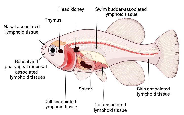 https://cdn.ncbi.nlm.nih.gov/pmc/blobs/0cea/11727089/acd524bdb348/biology-13-00980-g001.jpg