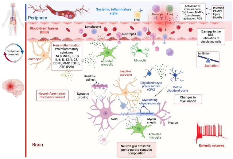 https://cdn.ncbi.nlm.nih.gov/pmc/blobs/0cea/11763453/072b38933240/cells-14-00094-g001.jpg