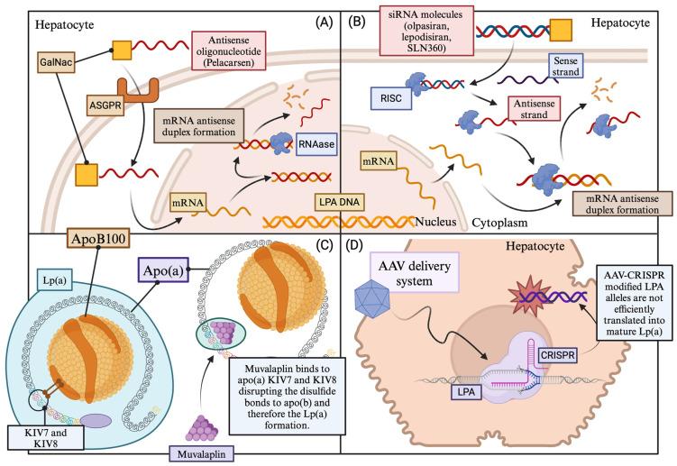 https://cdn.ncbi.nlm.nih.gov/pmc/blobs/0ced/10971284/5337d75bb6d3/ijms-25-03537-g004.jpg