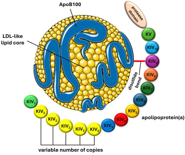 https://cdn.ncbi.nlm.nih.gov/pmc/blobs/0ced/10971284/f8f497a11623/ijms-25-03537-g001.jpg