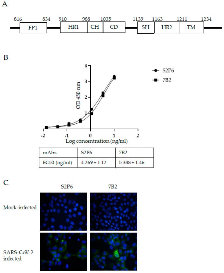 https://cdn.ncbi.nlm.nih.gov/pmc/blobs/0cee/12299175/92f962817f6a/vaccines-13-00688-g001.jpg