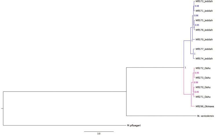 https://cdn.ncbi.nlm.nih.gov/pmc/blobs/0cf0/4978075/e558c0d45189/zookeys-605-131-g017.jpg