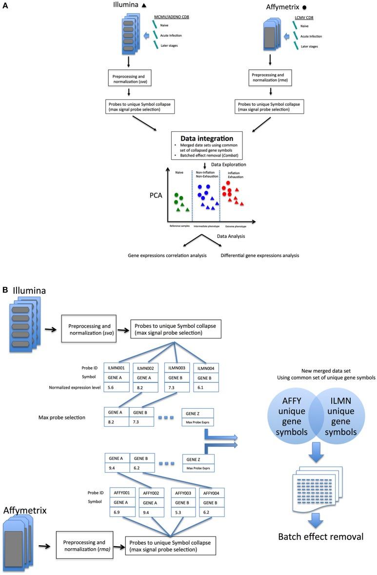 https://cdn.ncbi.nlm.nih.gov/pmc/blobs/0cf1/6414785/0fd7c3f814b9/fimmu-10-00197-g0001.jpg