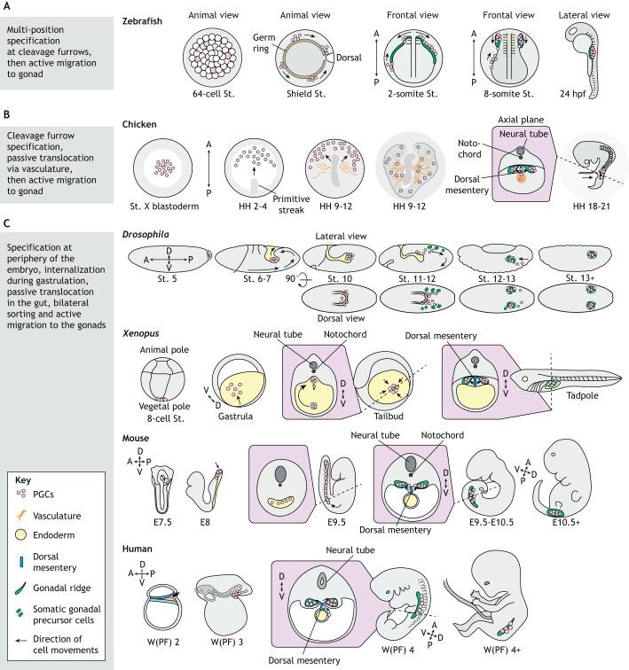 https://cdn.ncbi.nlm.nih.gov/pmc/blobs/0cf9/11165723/25e0a82666ca/develop-151-201102-g1.jpg