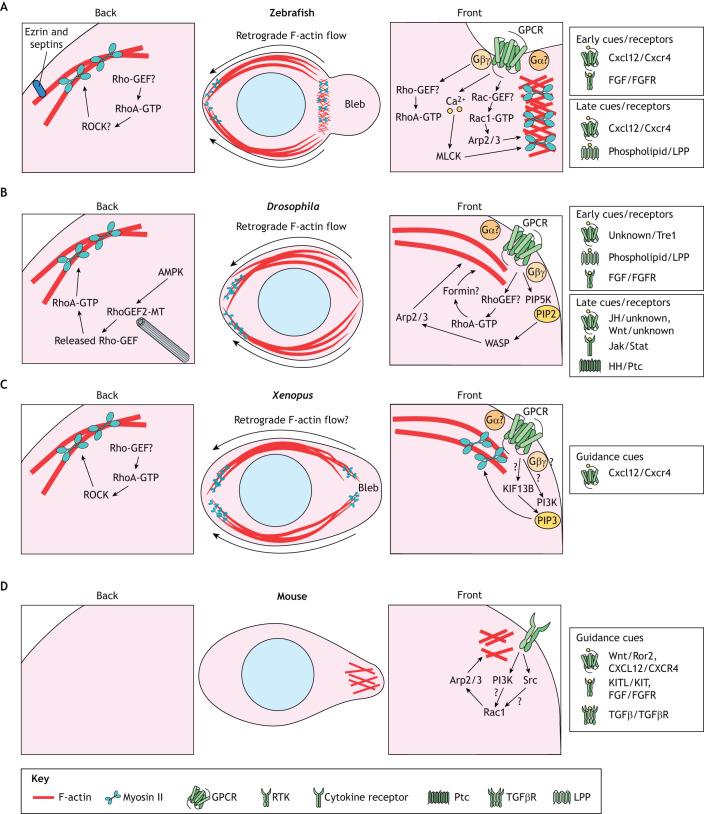 https://cdn.ncbi.nlm.nih.gov/pmc/blobs/0cf9/11165723/3013145b46b1/develop-151-201102-g3.jpg