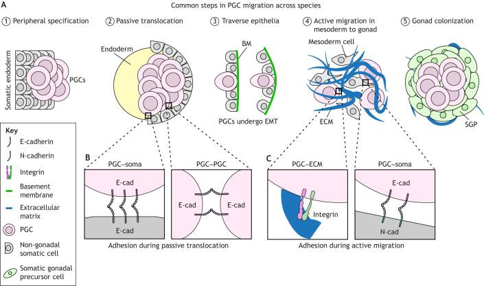https://cdn.ncbi.nlm.nih.gov/pmc/blobs/0cf9/11165723/e39562fbc22d/develop-151-201102-g2.jpg