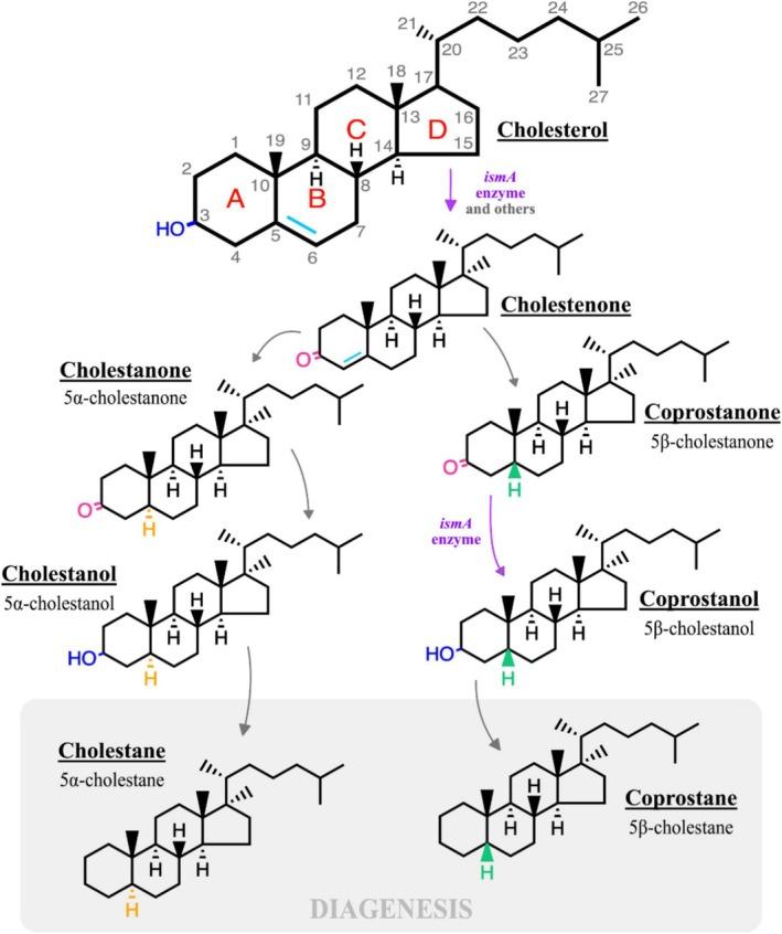 https://cdn.ncbi.nlm.nih.gov/pmc/blobs/0cfb/12362056/b0153810a5fc/GBI-23-e70029-g002.jpg