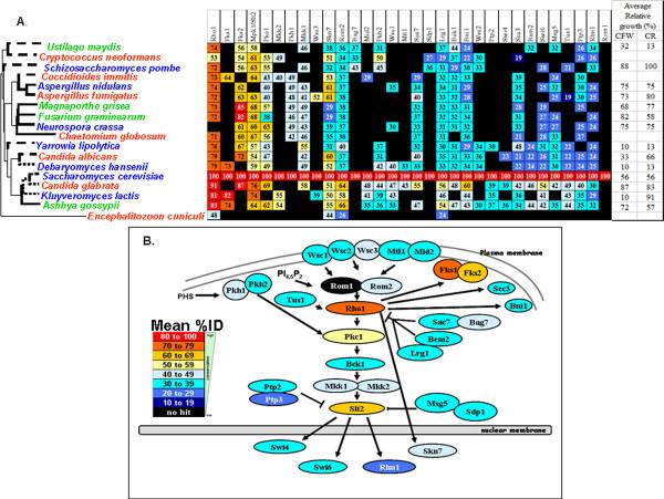 https://cdn.ncbi.nlm.nih.gov/pmc/blobs/0d00/2666651/12ba011e83ae/1471-2148-9-44-5.jpg