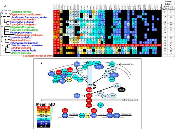 https://cdn.ncbi.nlm.nih.gov/pmc/blobs/0d00/2666651/359901ad1b02/1471-2148-9-44-3.jpg