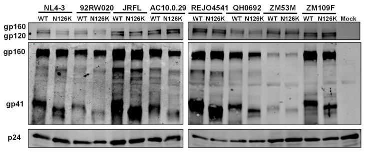 https://cdn.ncbi.nlm.nih.gov/pmc/blobs/0d00/7150849/6b09bd52411f/viruses-12-00326-g006.jpg