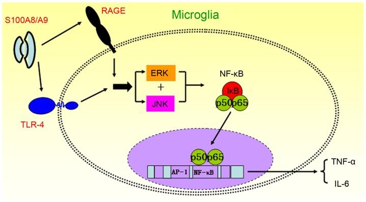https://cdn.ncbi.nlm.nih.gov/pmc/blobs/0d01/5466387/8a4a2c32b236/IJMM-40-01-0031-g05.jpg