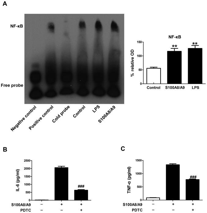 https://cdn.ncbi.nlm.nih.gov/pmc/blobs/0d01/5466387/e969d9b70e7d/IJMM-40-01-0031-g02.jpg