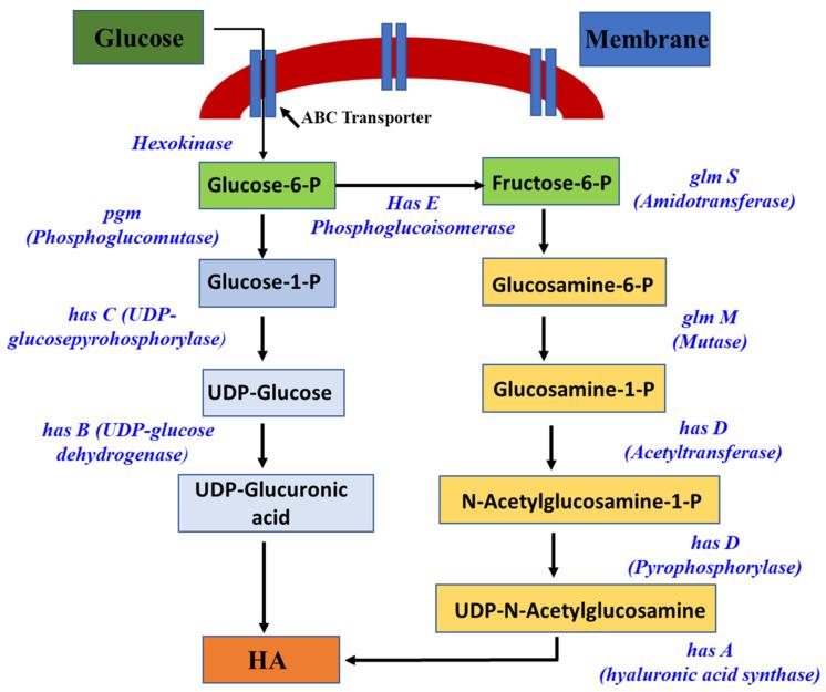 https://cdn.ncbi.nlm.nih.gov/pmc/blobs/0d07/10302411/4c5a0cfbbbf1/pharmaceutics-15-01713-g002.jpg