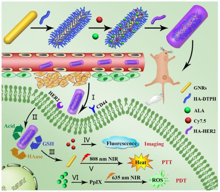 https://cdn.ncbi.nlm.nih.gov/pmc/blobs/0d07/10302411/7d4e1129a860/pharmaceutics-15-01713-g004.jpg