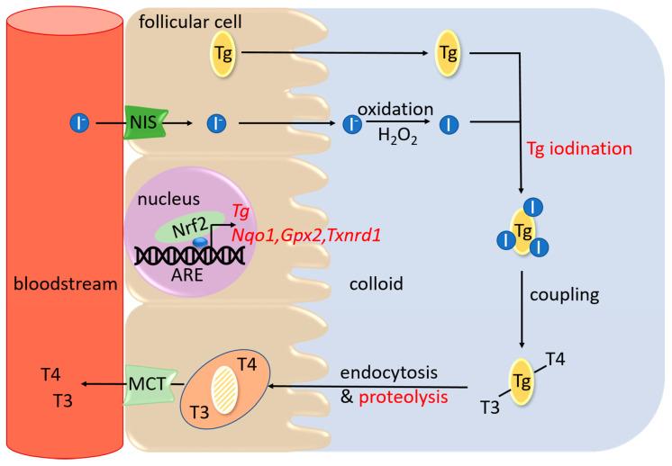 https://cdn.ncbi.nlm.nih.gov/pmc/blobs/0d0f/7693470/78d94f9a67a4/antioxidants-09-01082-g001.jpg