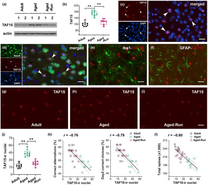 https://cdn.ncbi.nlm.nih.gov/pmc/blobs/0d16/11488317/3a3ba5209237/ACEL-23-e14244-g001.jpg