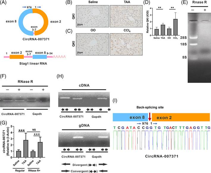 https://cdn.ncbi.nlm.nih.gov/pmc/blobs/0d18/10280135/97bd09c00696/CPR-56-e13432-g009.jpg