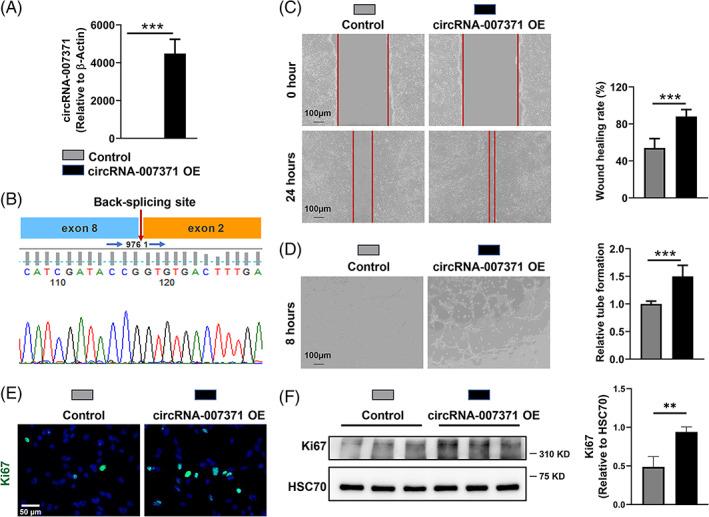 https://cdn.ncbi.nlm.nih.gov/pmc/blobs/0d18/10280135/d78c039884e4/CPR-56-e13432-g003.jpg